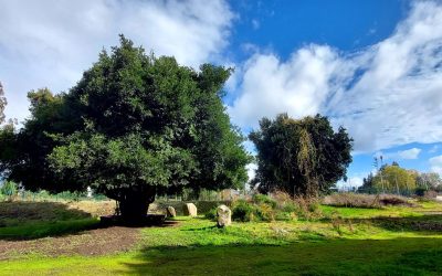 Memorial Mapuche Folontu Aliwen