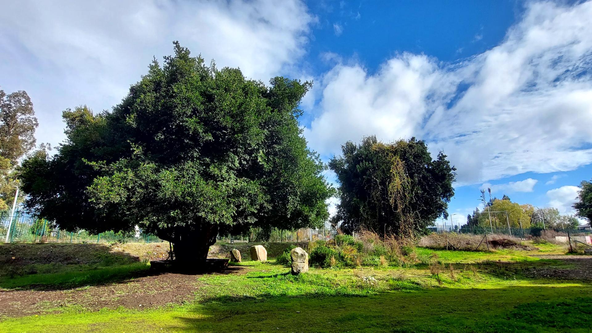 Memorial Mapuche Folontu Aliwen