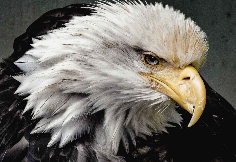 Exploring Patriotism in 2017 America
