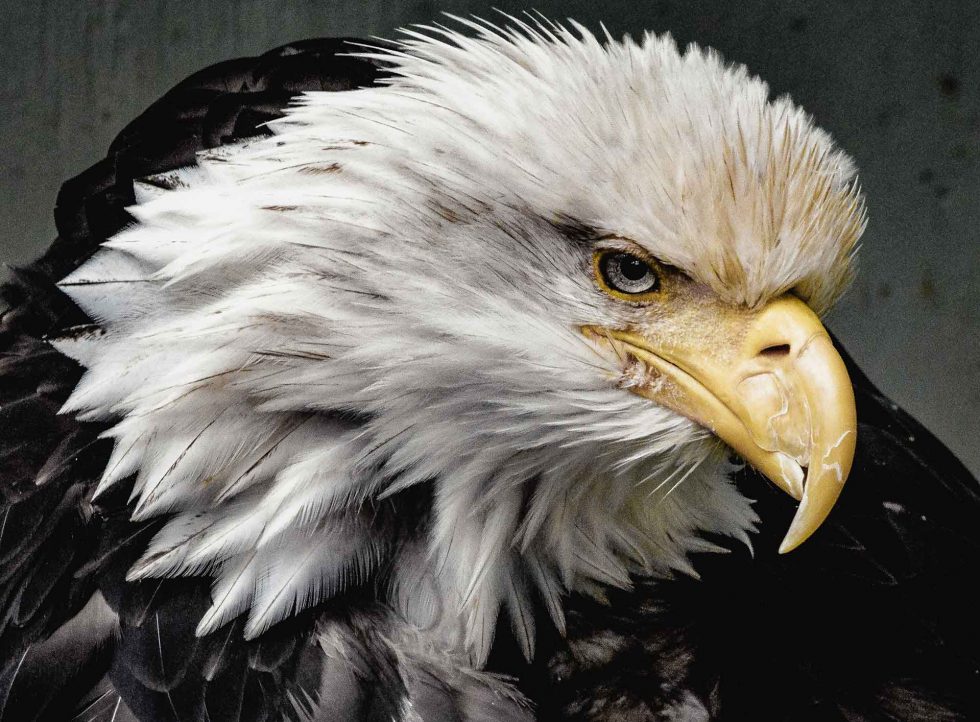 Exploring Patriotism in 2017 America