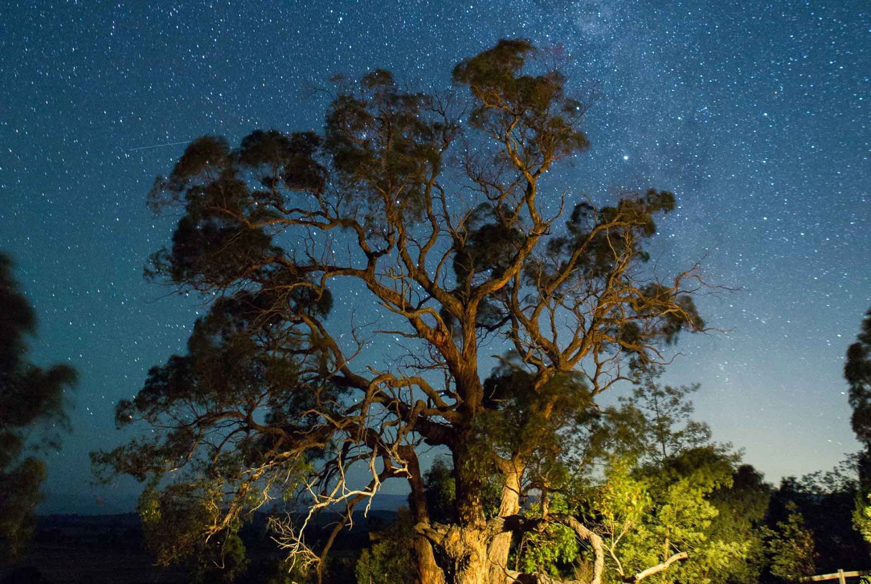 The Oldest Trees on Earth and the Stories They Tell